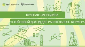 Красная смородина - устойчивый доход для рачительного фермера