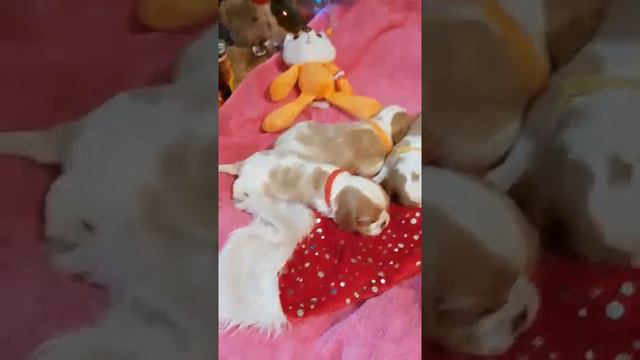 Щенки Кавалер-Кинг-Чарльз-Спаниель | Cavalier King Charles Spaniel puppies