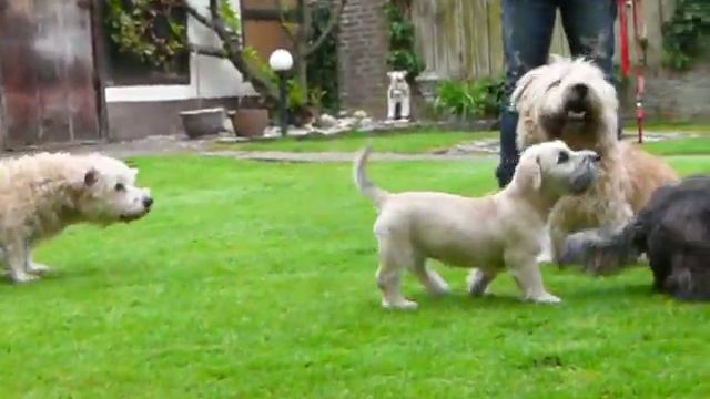 Irish Glen of Imaal Terrier Puppies 18.05.2012 смотреть онлайн