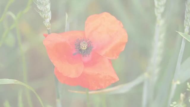 Легенды о маке смотреть онлайн