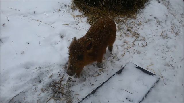Кабанчики олени Пермский край ноябрь 2015 смотреть онлайн