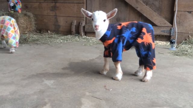 Goat Kid Pajama Party смотреть онлайн