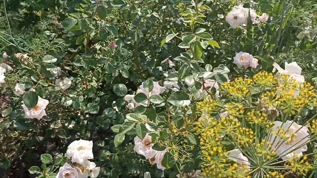 Роза светло розовая (сорт неизвестный) смотреть онлайн