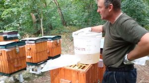 Начинаем закорм пчел в зиму