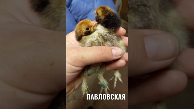 Павловская золотая❤