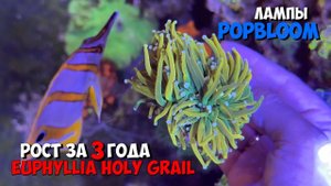 Рост эуфилий под лампами PopBloom  | Морской аквариум