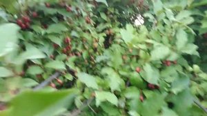 Урожай Гуми сорта Монерон и Ягодка