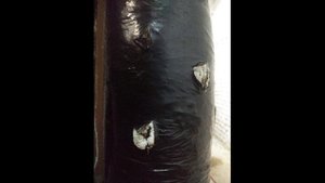 Почему на блоке вешенки нет примордий. Температура инкубации. Why are no oyster mushroom primordia?