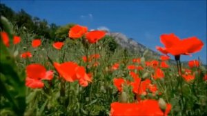 Клип к песне "Красные маки", муз. Ю. Антонова