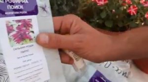 КРАСИВЫЕ ЦВЕТЫ у меня дома?ПОСЫЛКА С СЕМЕНАМИ 2020.mp4