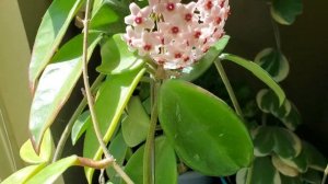 Hoya Cornosa. Flowering. Хойя( воскавой плющь) карноза,цветение!