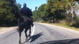 Карачаевский иноходец.