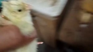 Вывод цыплят из яйца от своих кур и закладка инкубационного яйца бройлера.