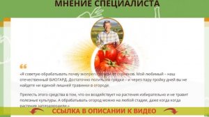 ❌ КАК ВЫВЕСТИ ВЬЮНОК С ОГОРОДА НАВСЕГДА ?