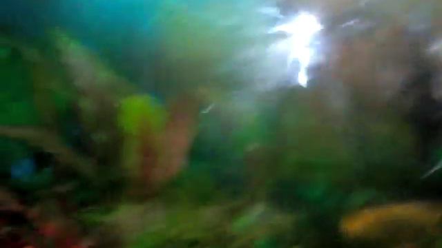 3 пары рыб сколярий. Аквароддом. Никогда не видела смотреть онлайн