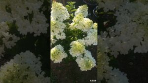 Метельчатая гортензия Распберри Пинк
