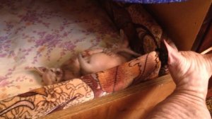 Котята сфинкса. Донской сфинкс. Купить сфинкса с родословной.