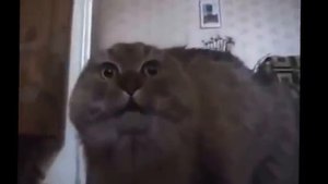 Кот ругается матом.mp4