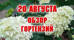 Обзор моих гортензий