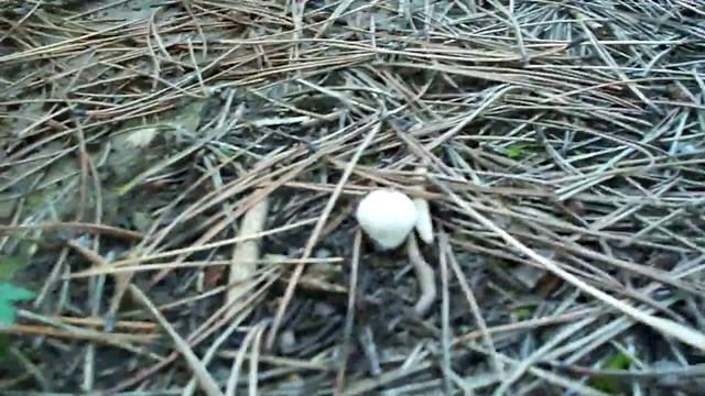 грибы в лесу-дождевики Lycoperdon perlatum смотреть онлайн