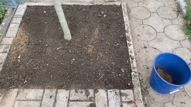 Посадка Размножение многолетников, почвопокровных растений, лиан. смотреть онлайн