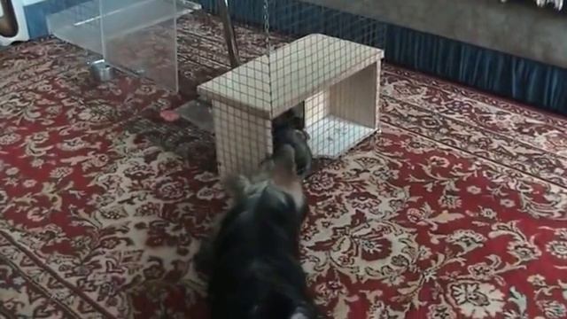 Знакомство щенка с шиншиллой. смотреть онлайн