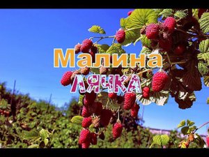 Малина Лячка