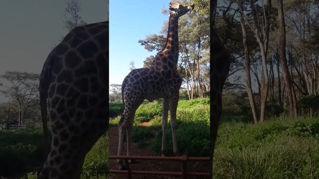 Giraffe camelopardalis rothchildii