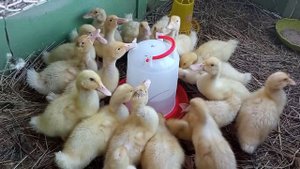 /Бройллерная утка Агидель/Возраст 10 дней/Растем/