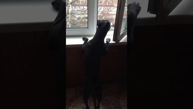 Бультерьер просится на улицу смотреть онлайн