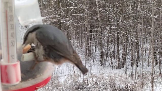 Большая часть суток уходит на то, чтобы прокормиться. Эти птички, как .... смотреть онлайн