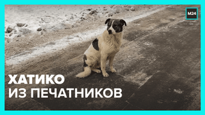 Хатико из Печатников — Москва 24