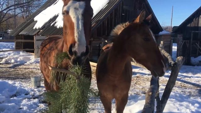 Зимние витамины из леса для животных. Забрали инкубационные яйцы. Жизнь в деревне смотреть онлайн