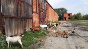 Как снять бирку у козы/овцы.