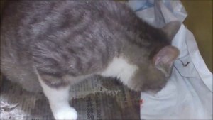 Кошка после родов, Кошка ест плаценты Cats eat the placenta