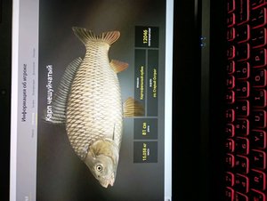 лавлю  карпа