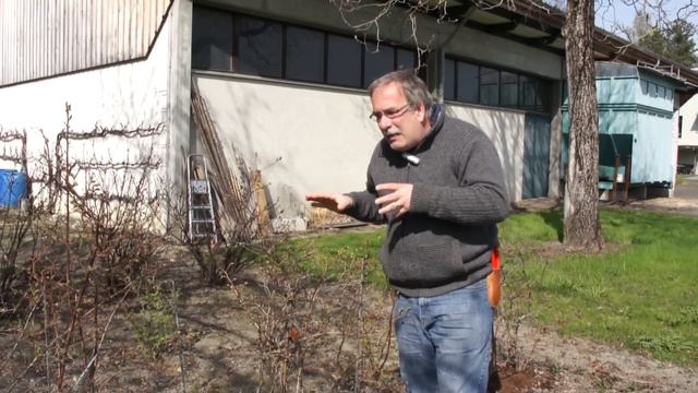 Probleme bei Heidelbeeren смотреть онлайн