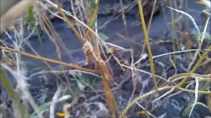 Змея гюрза в Армении.