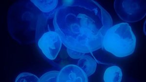 Аквариум медузы 4к