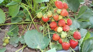 Хелатные удобрения – лучшие витамины для растений