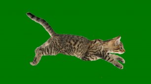Анимированная кошка бежит - футаж для видеомонтажа на зелёном фоне