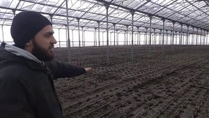 Зелень в теплице.