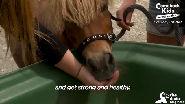 новая жизнь для пони смотреть онлайн