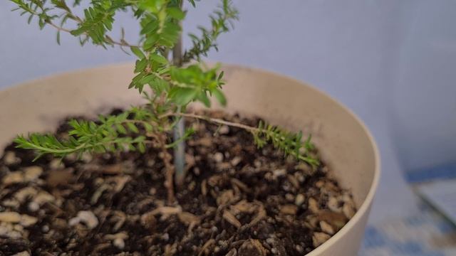 Триптомена розовая 4