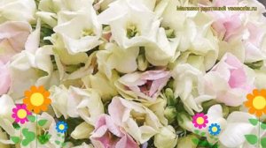 Флокс метельчатый Сливки. Краткий обзор, описание характеристик phlox paniculata Creme de la Creme