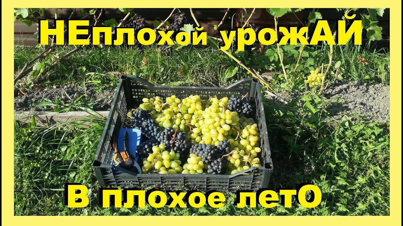 Собираем урожай винограда во Владимирской области. Северное виноградарство.