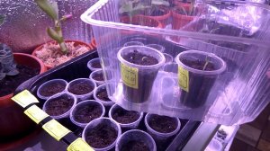 Эустома и пеларгония. Часть 2. Первые всходы.