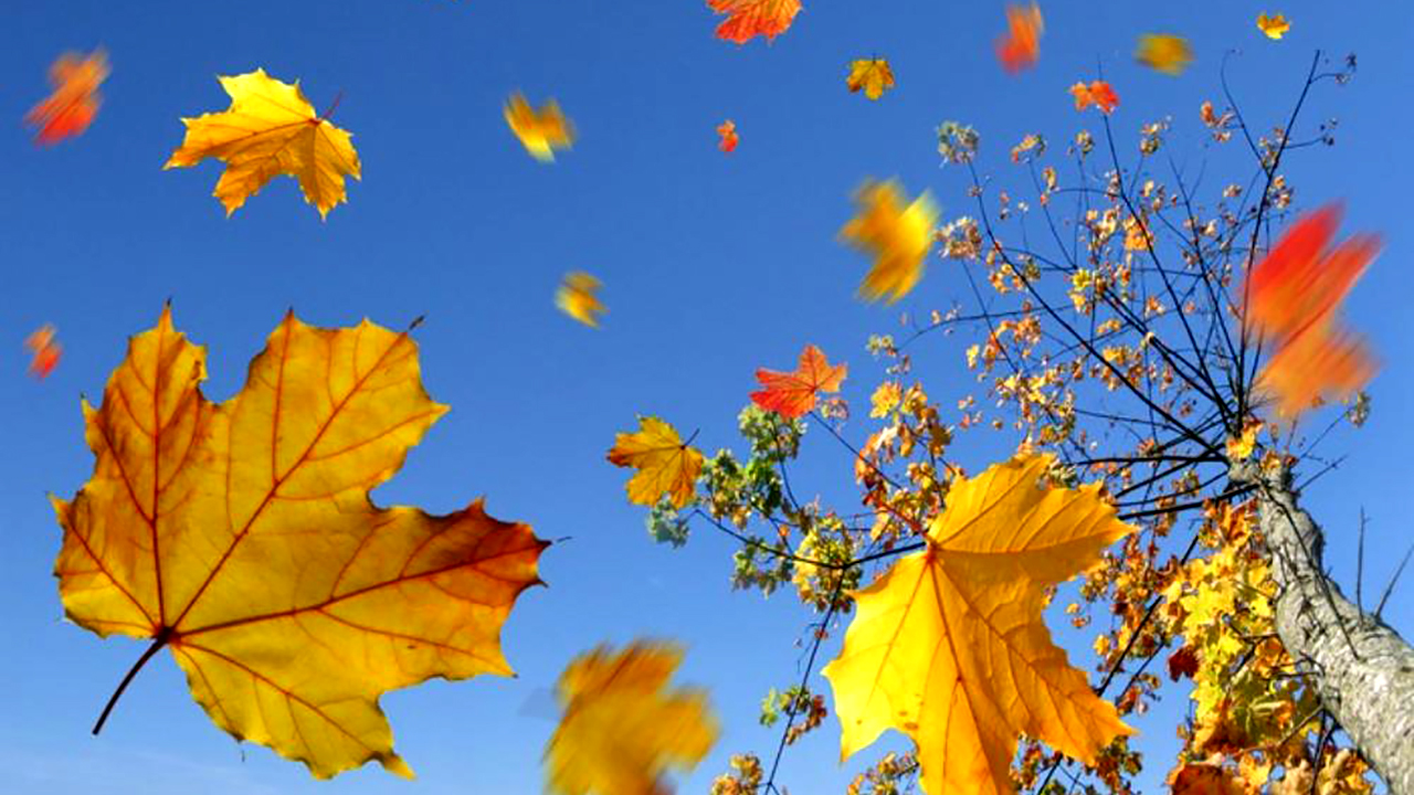 Ветер играет легкой листвою. Осень листопад. Падающие листья. Листопад для детей. Листья кружатся.
