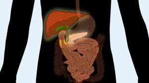 Digestive System | How The Digestive System Works (Updated) |