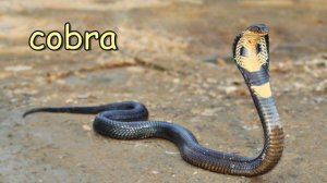 Voices and sounds of Asian animals. Part 2.